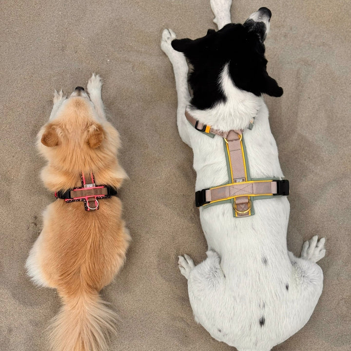 Hundegeschirr Hampton