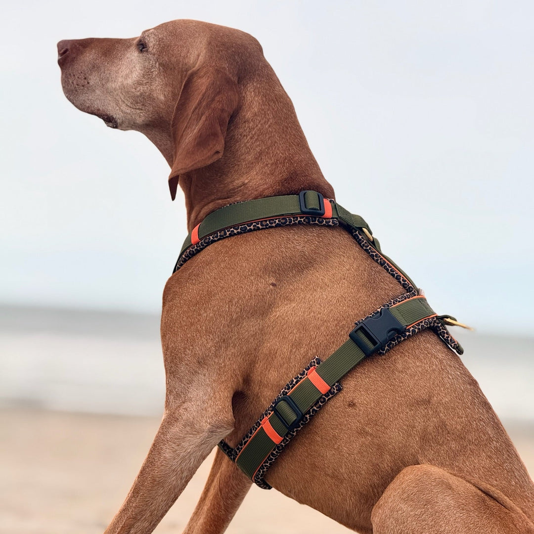 Hundegeschirr Kapstadt