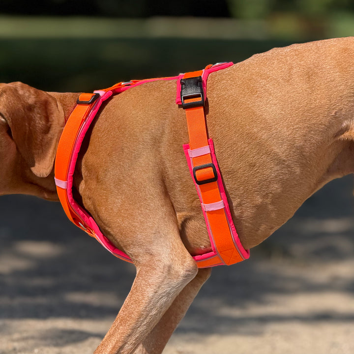 Hundegeschirr Ibiza