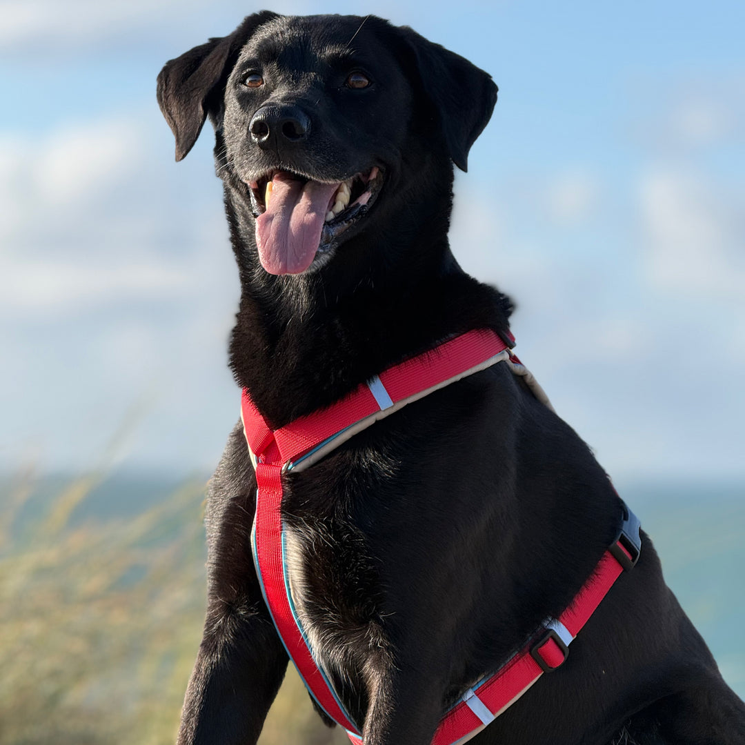 Hundegeschirr Santorini