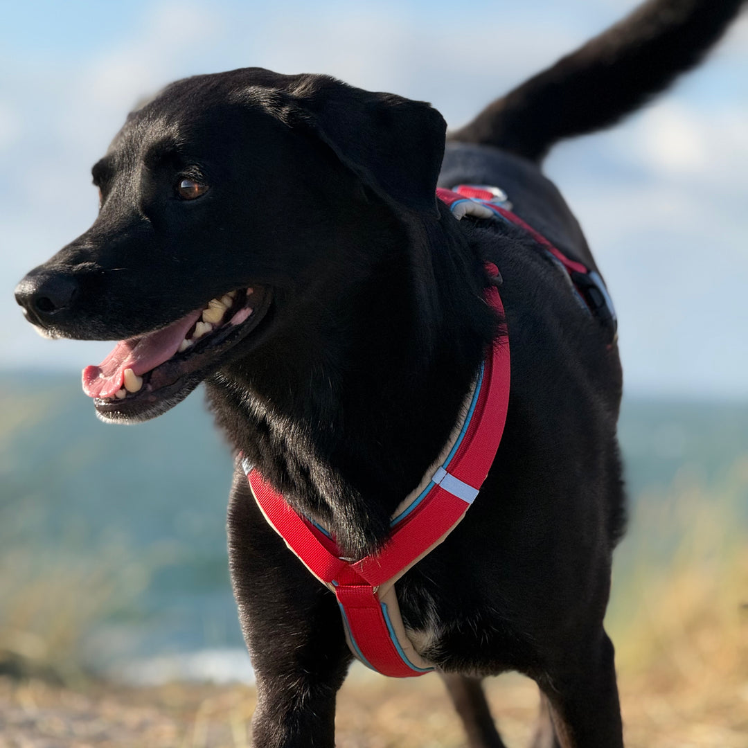 Hundegeschirr Santorini