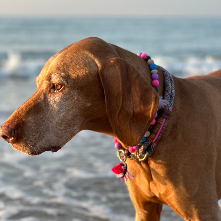 Zeeland Dog Coopers Sunset Colors