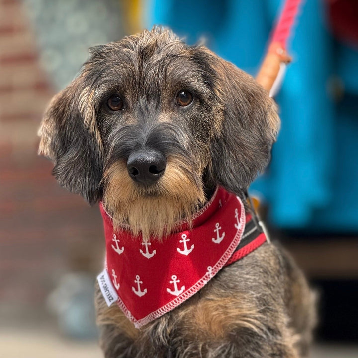 Zeeuwse Hondenbandana Citroen