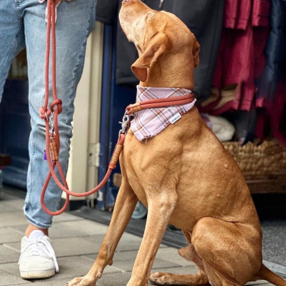 ZEELAND DOG Indian Summer Jetzt erhältlich bei  Dogsmopolitan