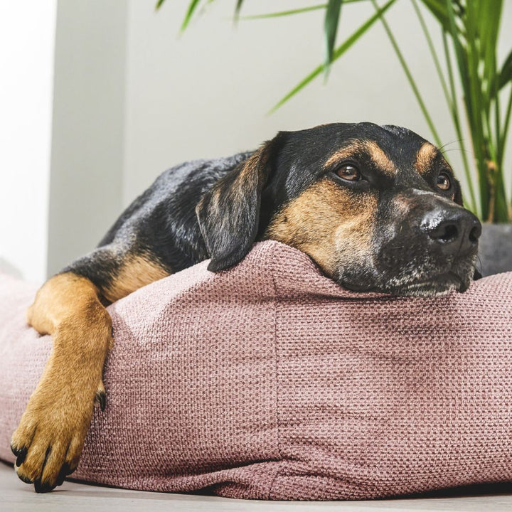 Hundebett Tudor Jetzt erhältlich bei  Dogsmopolitan