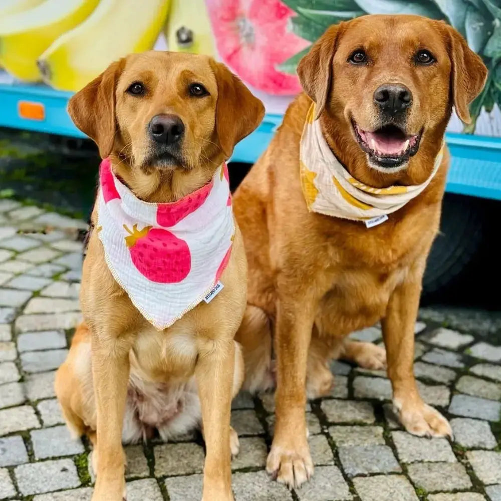 Zeeland Dog Halstuch Lemon Jetzt erhältlich bei  Dogsmopolitan