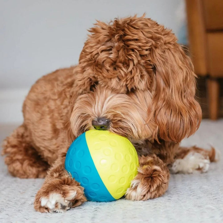 Hundespielzeug Intelligenzball für kleine Hunde