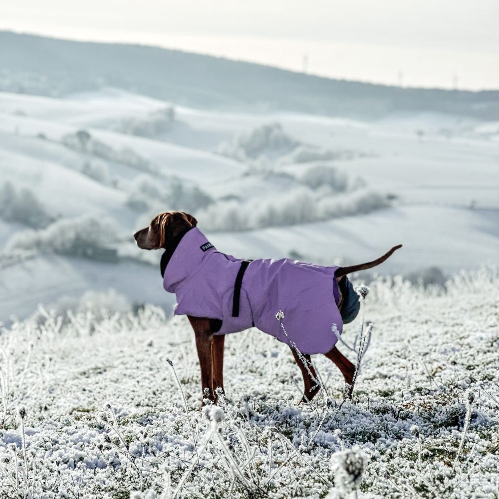 Hochreflektierender Wintermantel Visibility / Lila Jetzt erhältlich bei  Dogsmopolitan