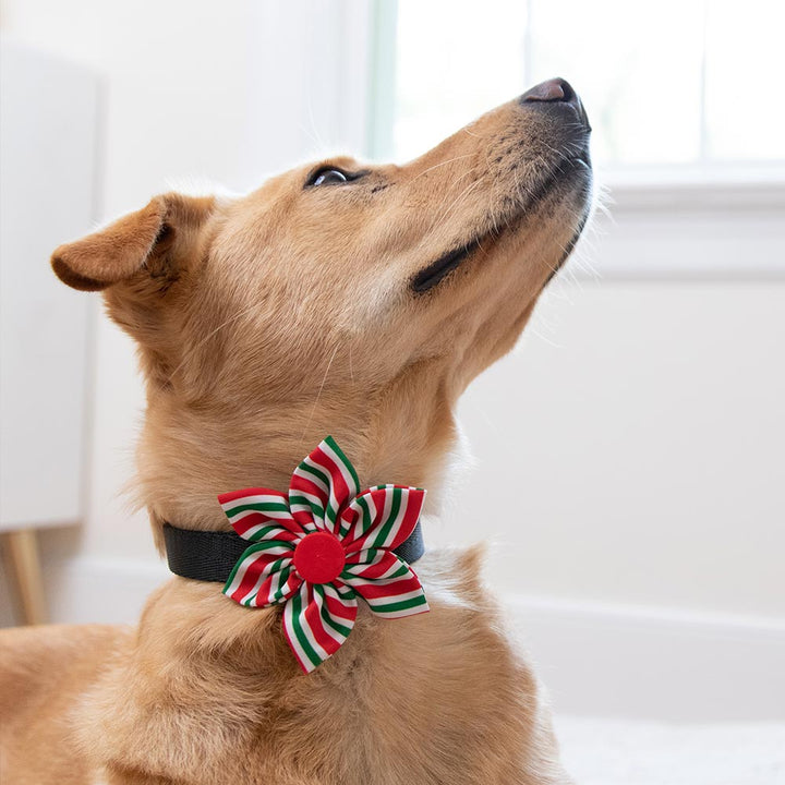 Festliches Schleifchen fürs Halsband