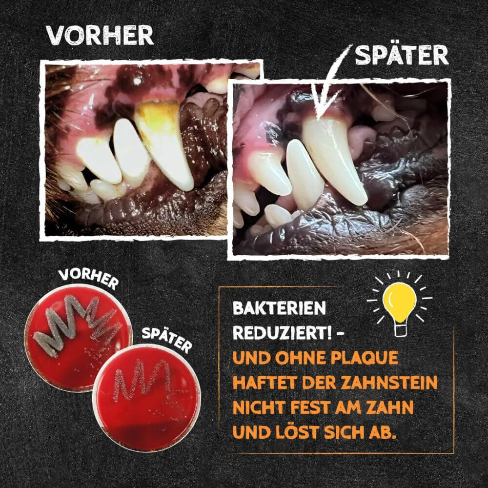 Cheesies - Zahnpflege Snack