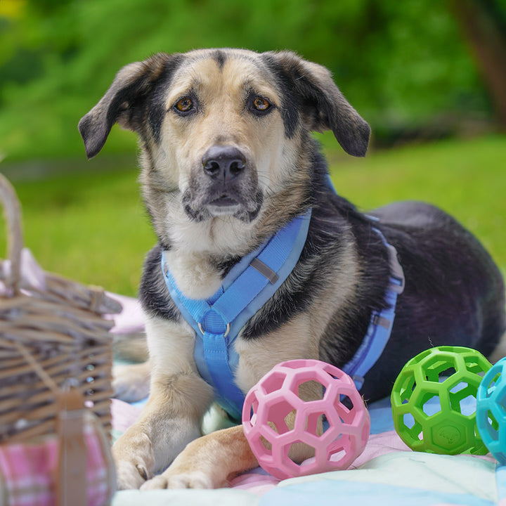 Hundegeschirr Fun Marsmallow