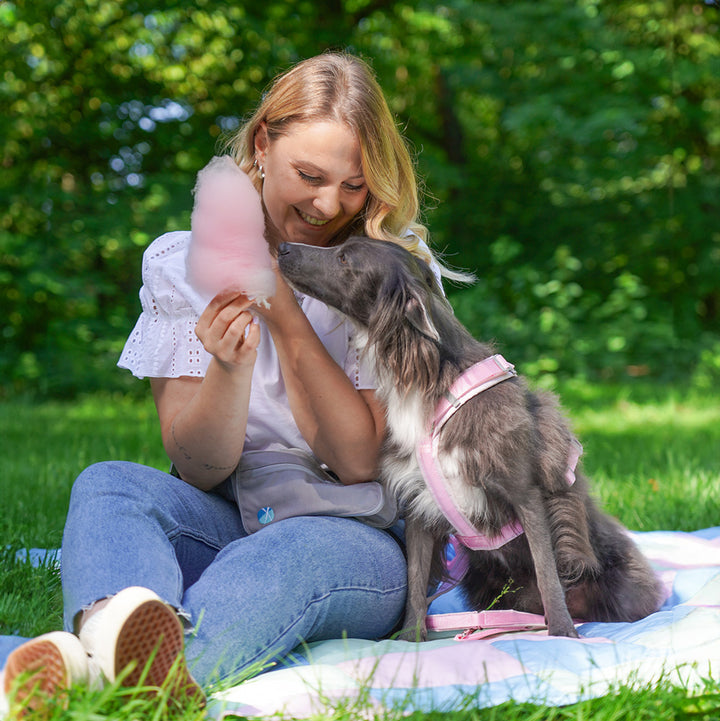 Hundegeschirr Fun Zuckerwatte