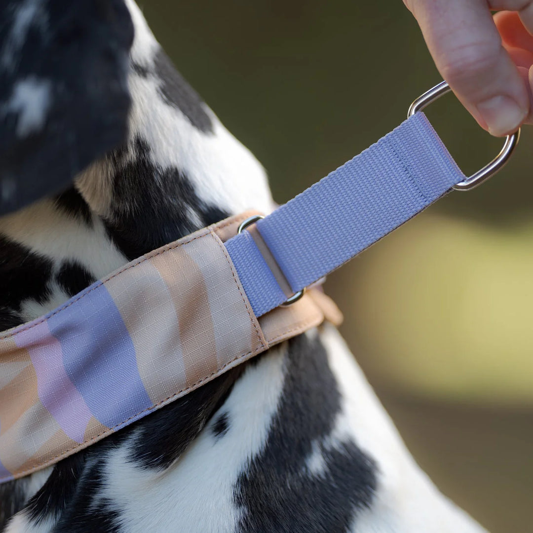 Hundehalsband Zugstopp Sunshower