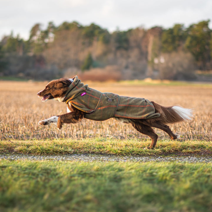Wollmantel Woolie – Wendbarer Premium-Hundemantel Oliv