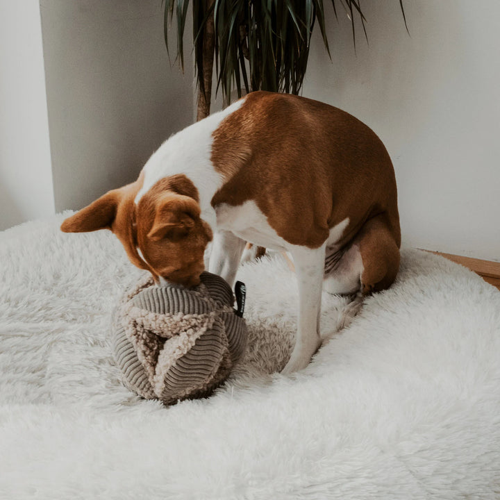 Hundespielzeug Ball Bobby