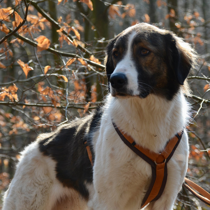 Hund mit AnnyX Hundegeschirr Fun Bernstein-Braun