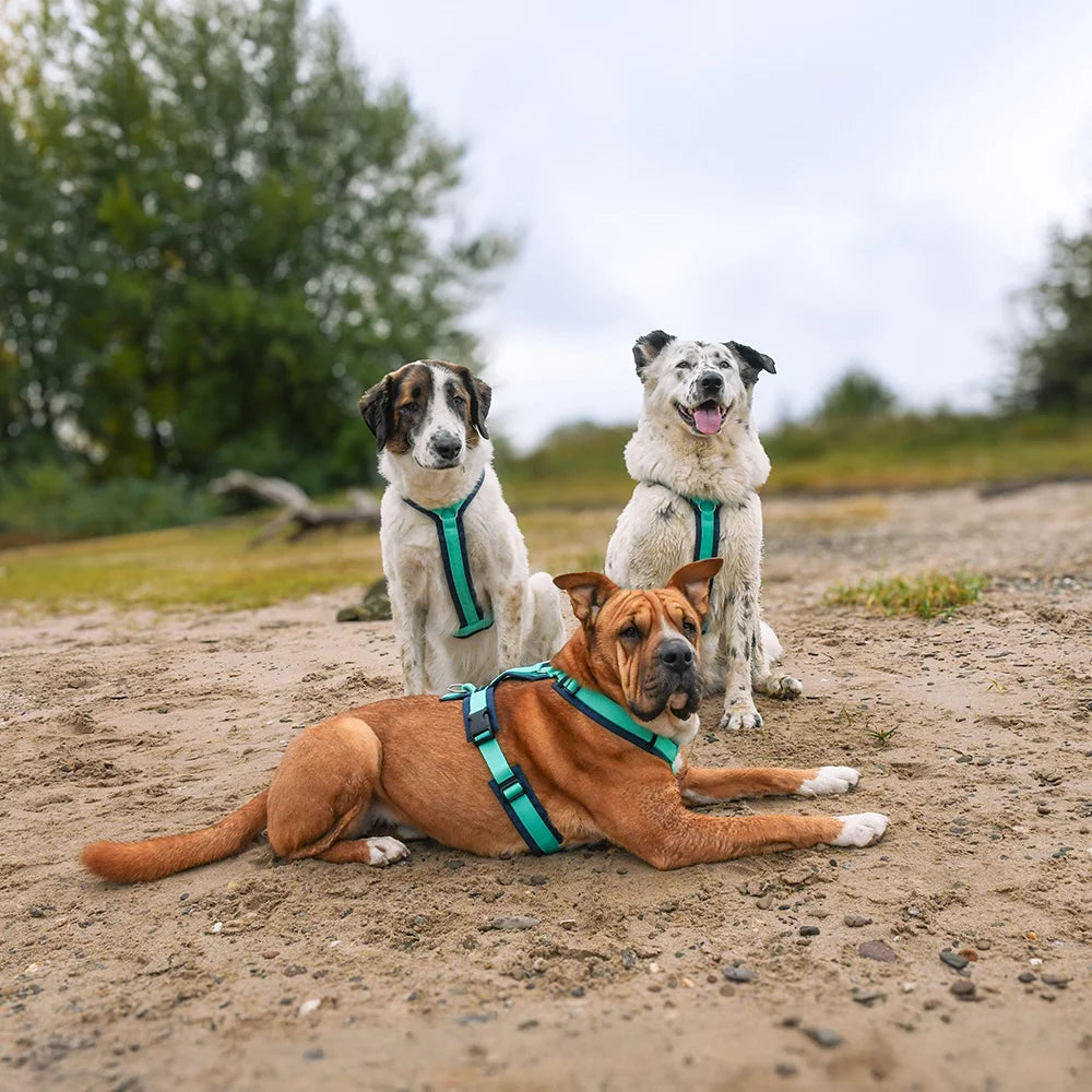 Hundegeschirr Fun Ocean