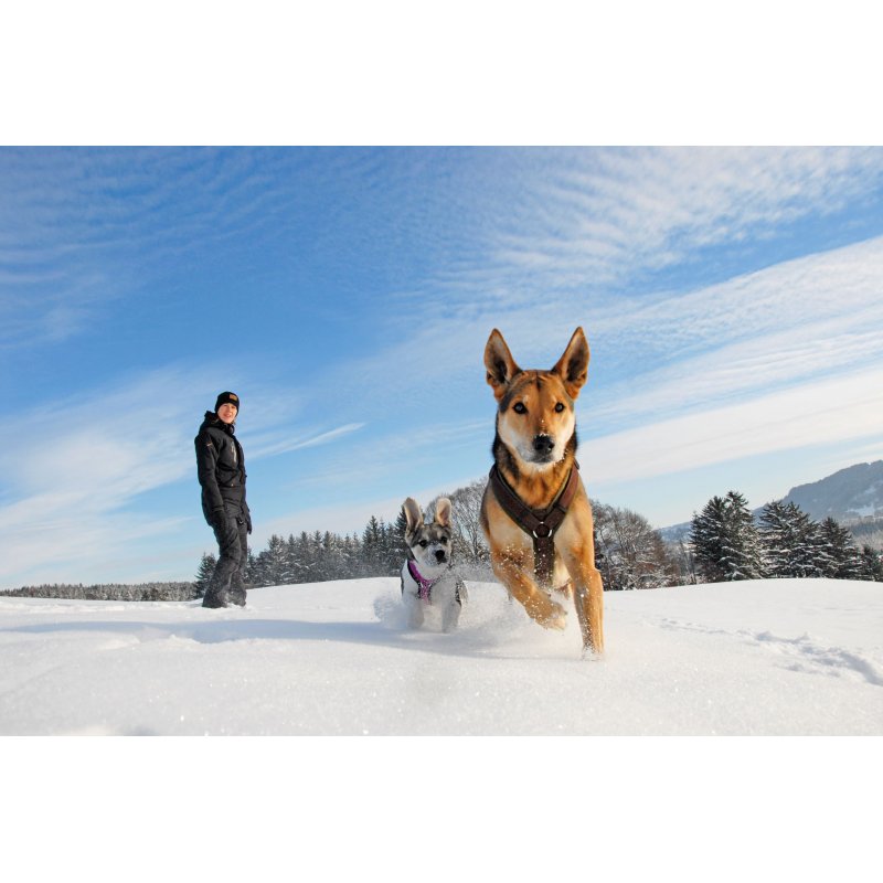 AnnyX Hundegeschirr Fun Grau-Eisblau Jetzt erhältlich bei  Dogsmopolitan