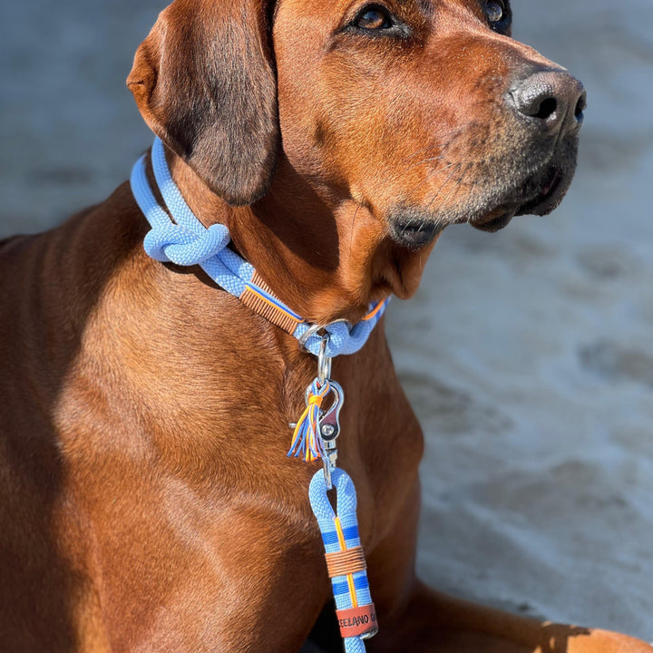 ZEELAND DOG Sailor