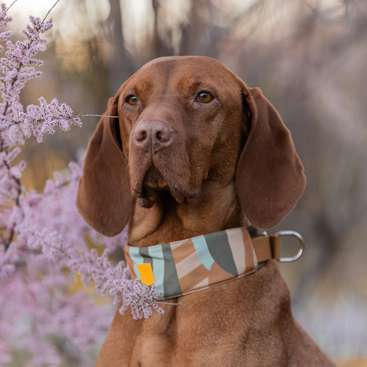 Hundehalsband Zugstopp Cloudbeam