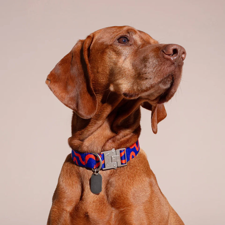 Hundehalsband Rocky Electric