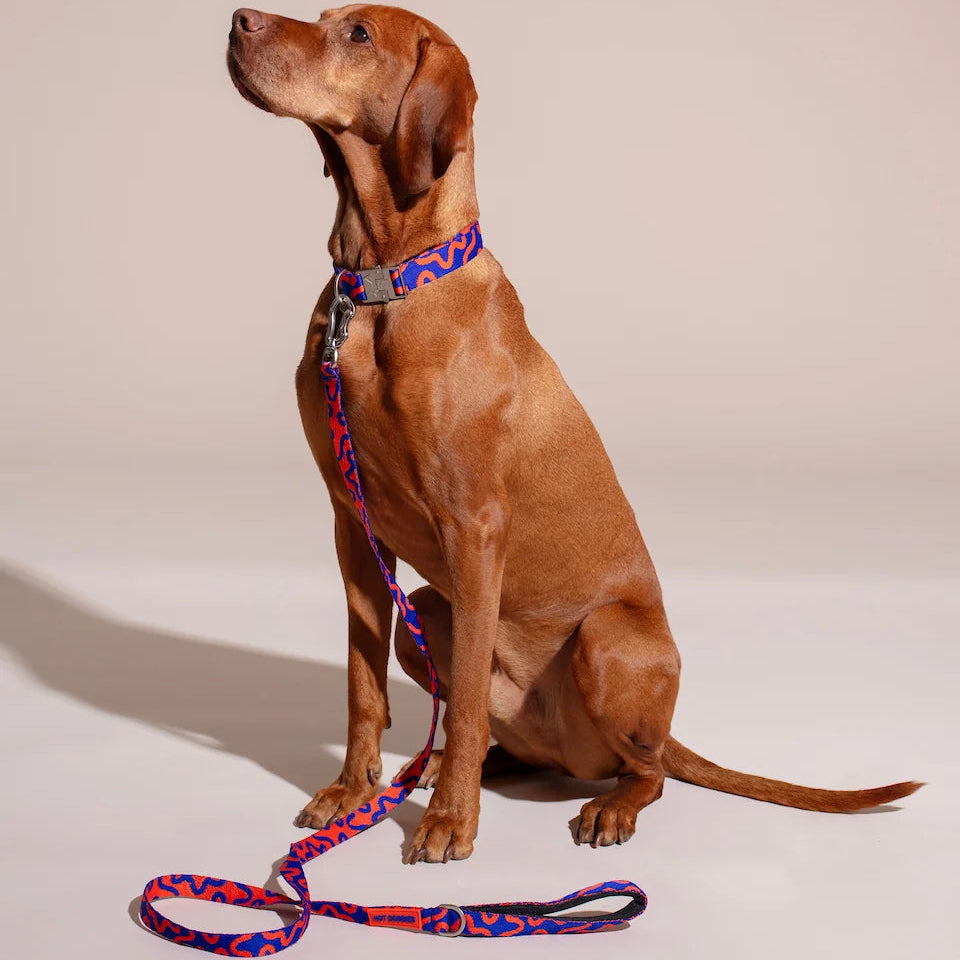 Hundehalsband Rocky Electric