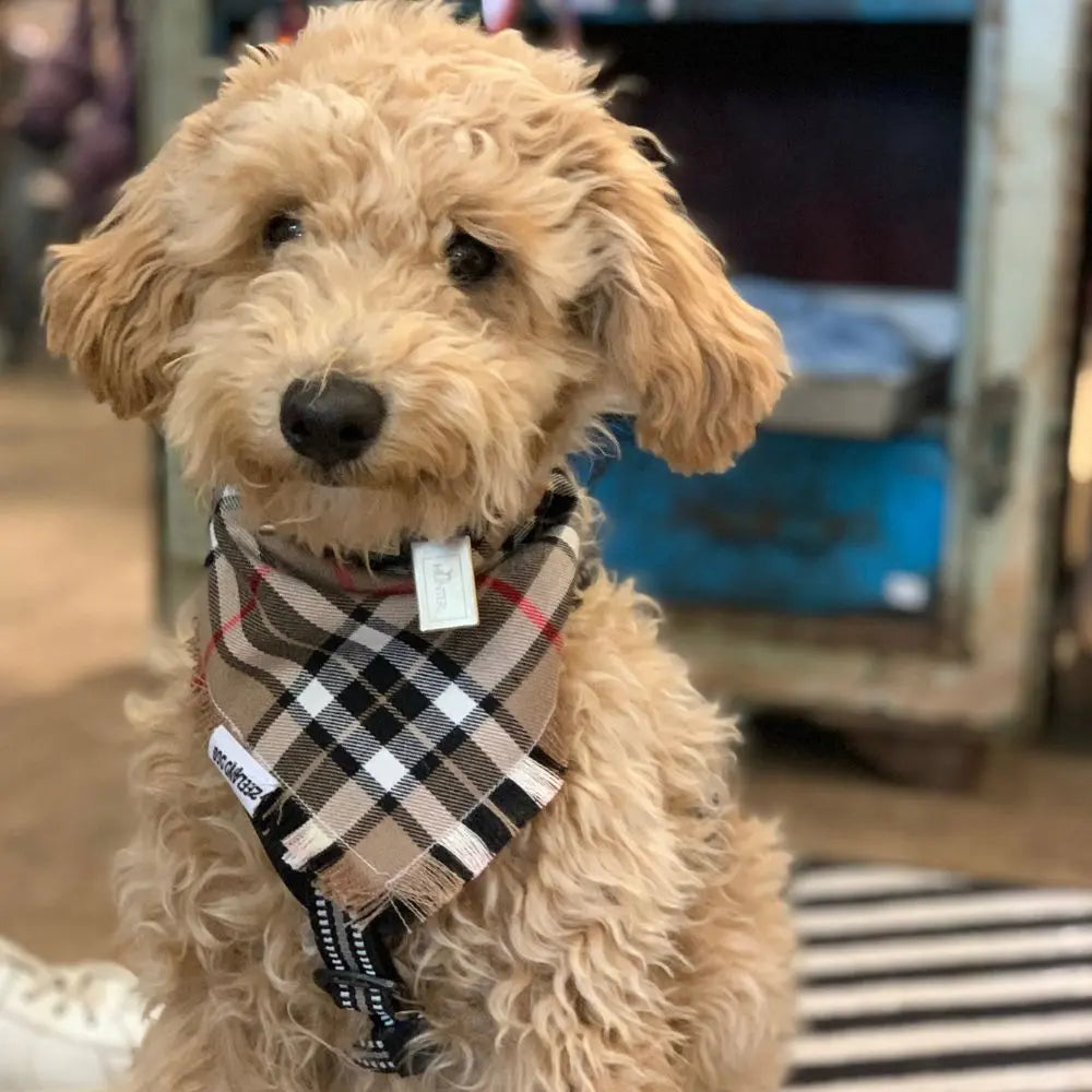 Halstuch Domburg Jetzt erhältlich bei  Dogsmopolitan