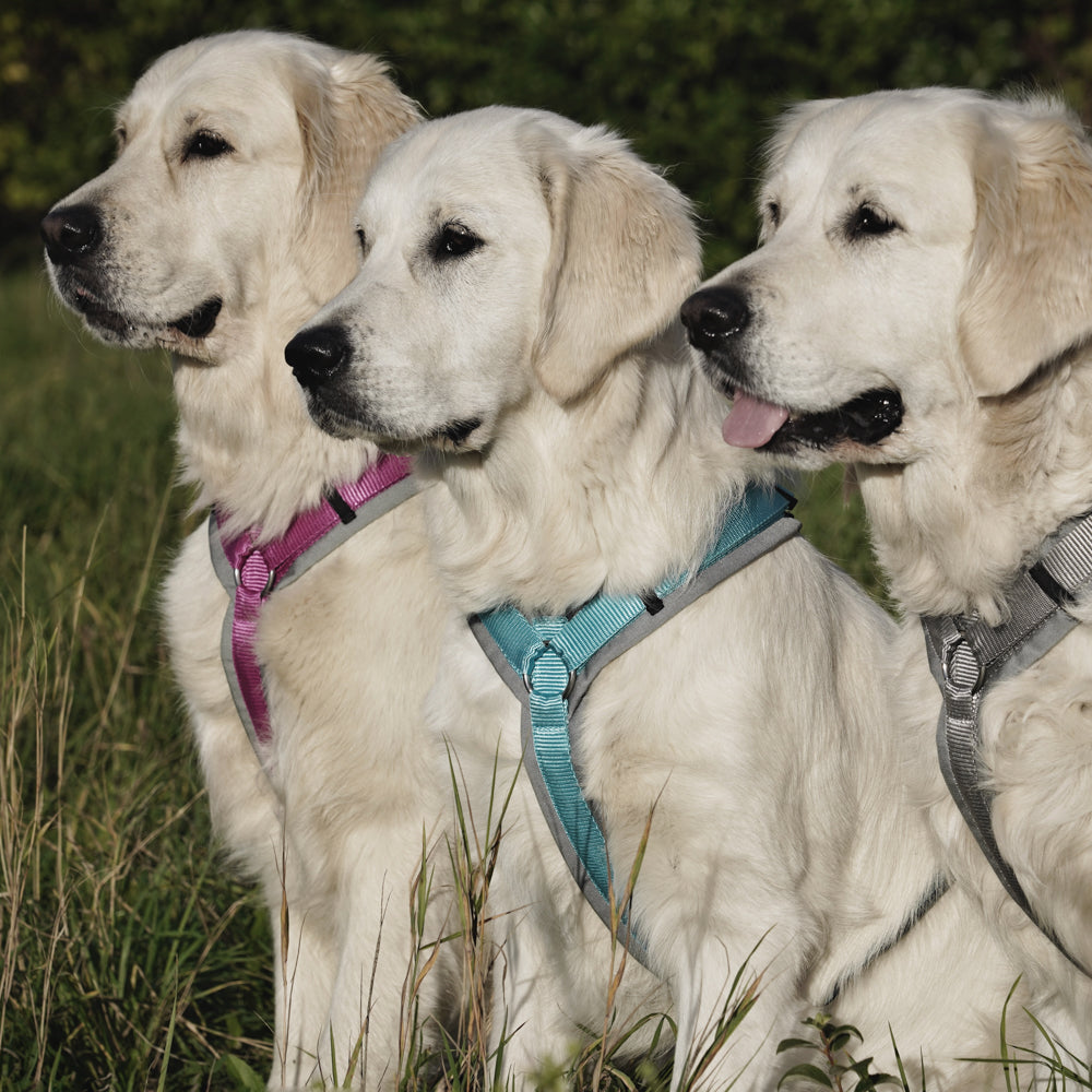 AnnyX Hundegeschirr Fun Grau-Eisblau Jetzt erhältlich bei  Dogsmopolitan