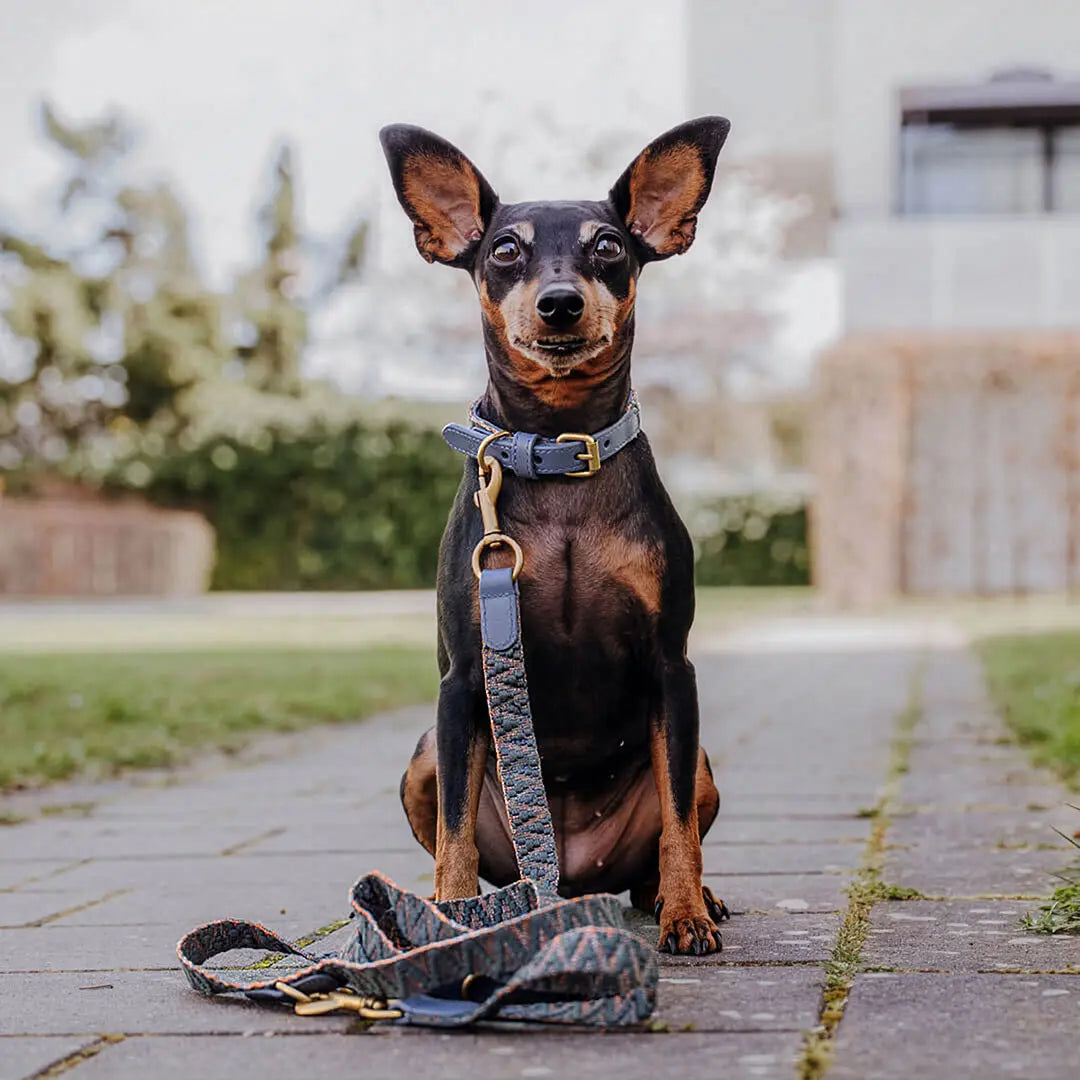 Hundehalsband Blue &amp; Grey