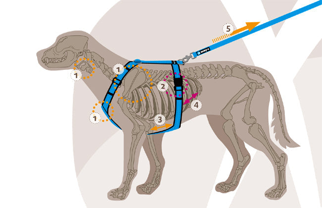 AnnyX Hundegeschirr Fun Braun-Petrol Jetzt erhältlich bei  Dogsmopolitan