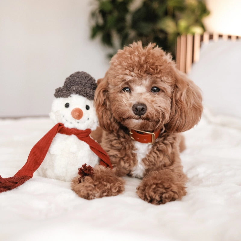 Hundespielzeug Schneemannball