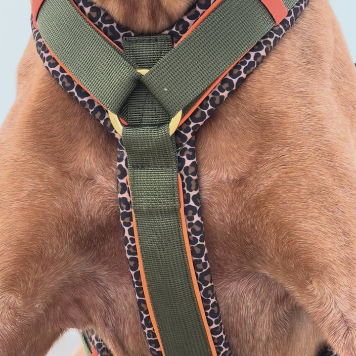 Hundegeschirr Kapstadt