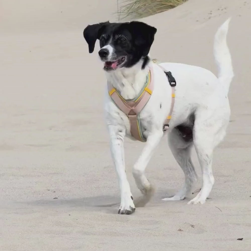 Hundegeschirr Hampton