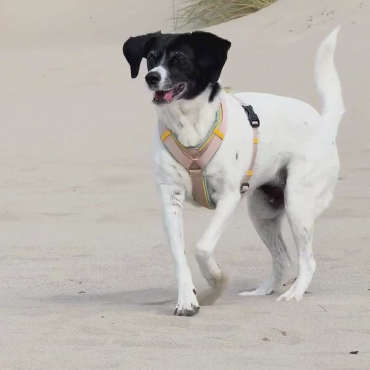 Hundegeschirr Hampton