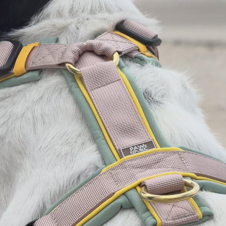 Hundegeschirr Hampton