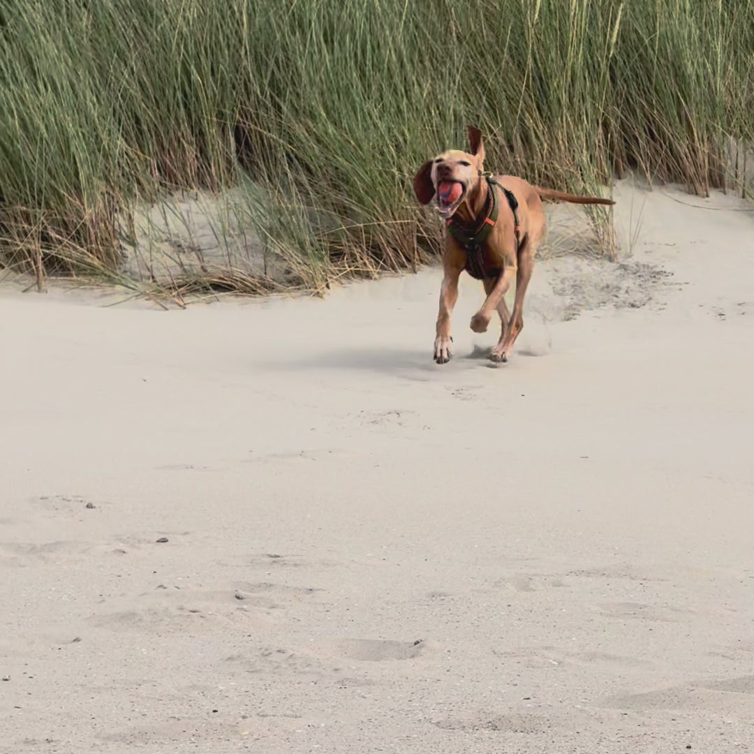 Hundegeschirr Kapstadt