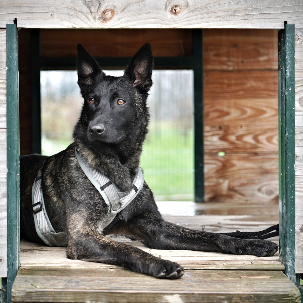 AnnyX Hundegeschirr Fun Grau-Silber Jetzt erhältlich bei  Dogsmopolitan