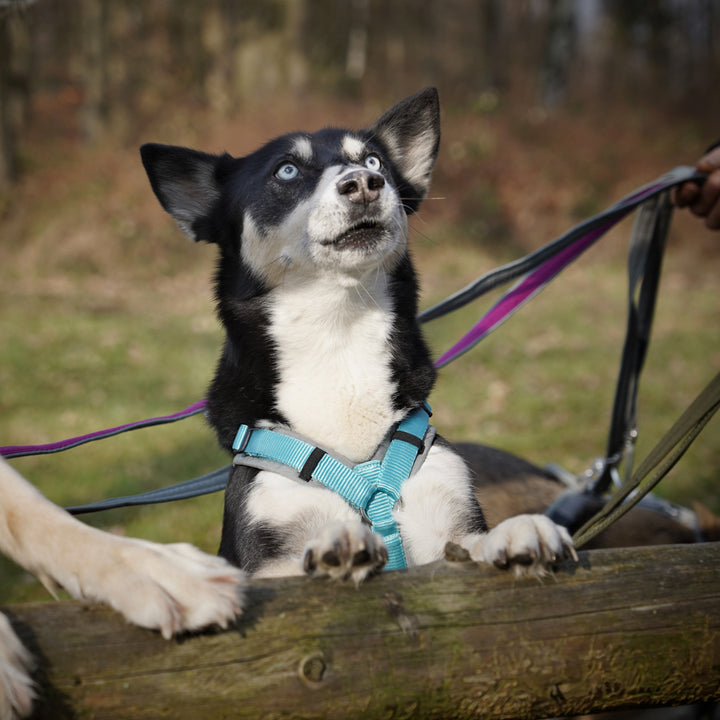 AnnyX Hundegeschirr Fun Grau-Eisblau Jetzt erhältlich bei  Dogsmopolitan