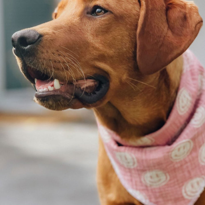 Zeeland Dog Halstuch Just Smile Jetzt erhältlich bei  Dogsmopolitan