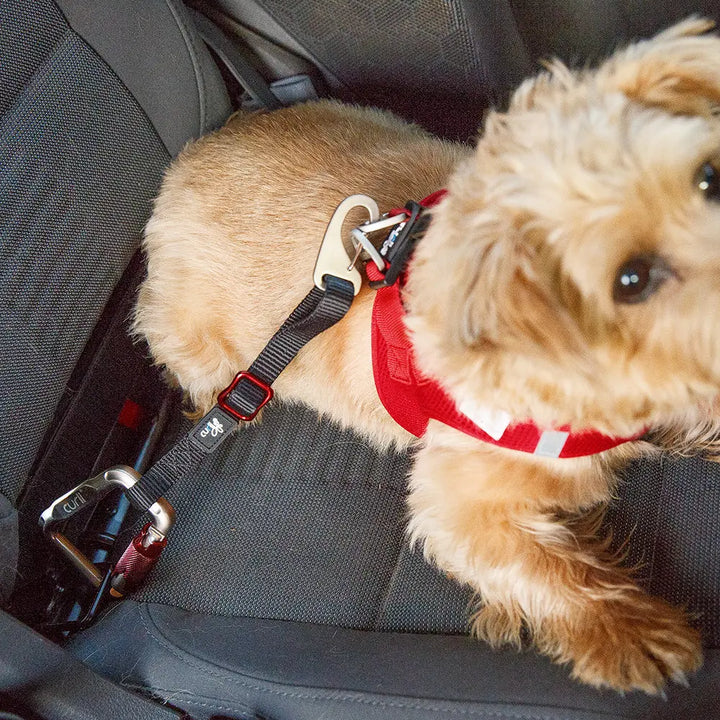 Auto Sicherungsgurt Jetzt erhältlich bei  Dogsmopolitan