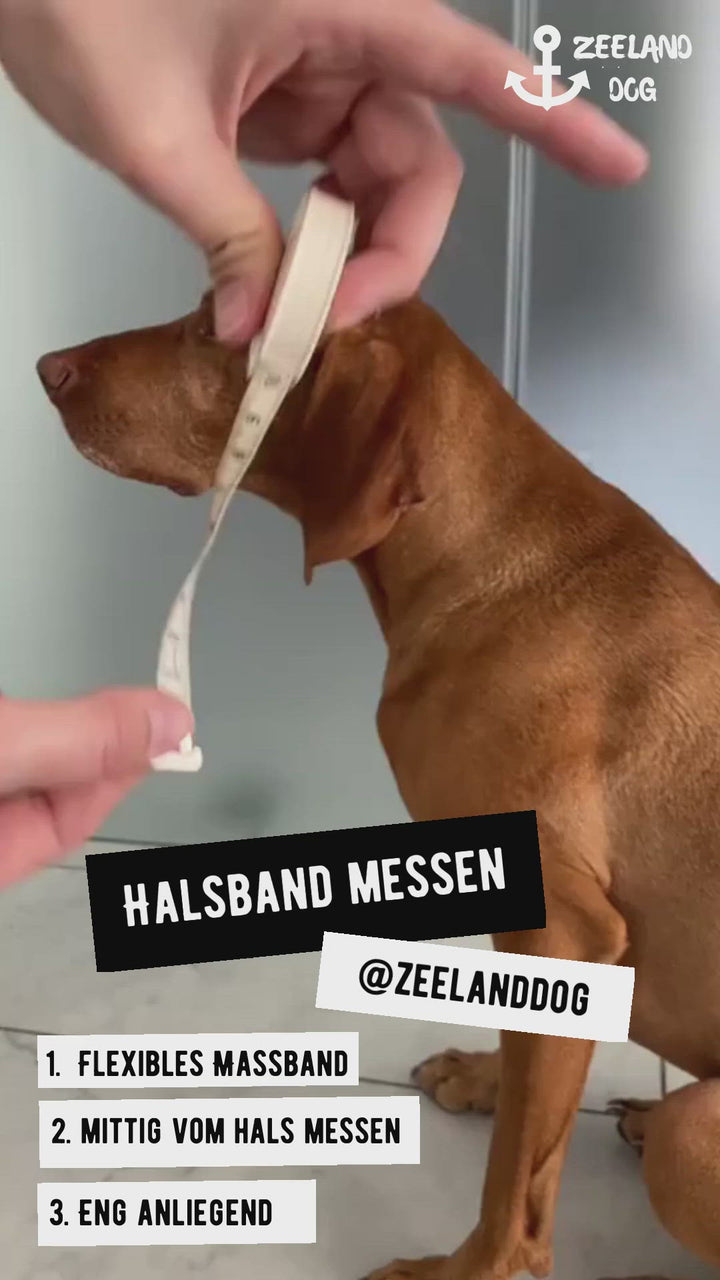 ZEELANDSE HOND Gaat 