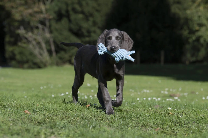 Didi Delfin - Kult Kabarettist Jetzt erhältlich bei  Dogsmopolitan