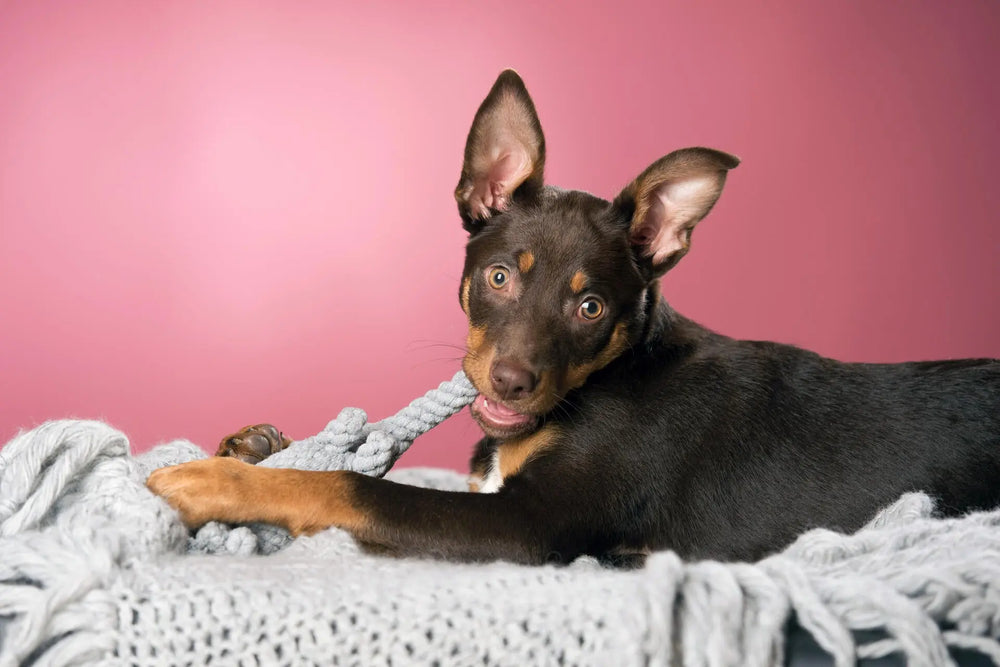 Elton Elefant - Sanfter Dickhäuter Jetzt erhältlich bei  Dogsmopolitan