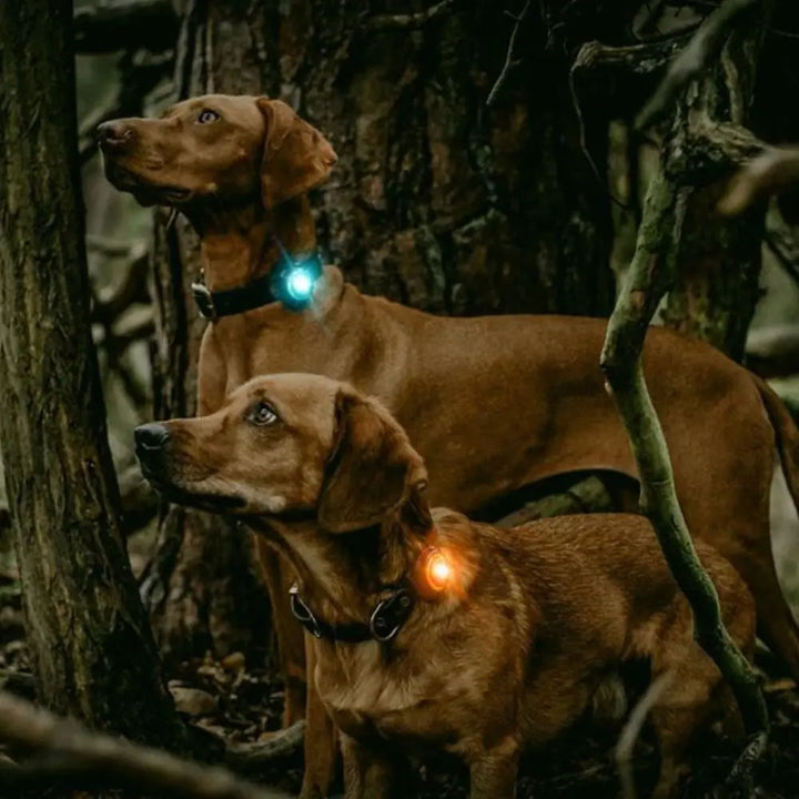 Orbiloc Safety Light - Das Sicherheitslicht für Hund und Halter Jetzt erhältlich bei  Dogsmopolitan