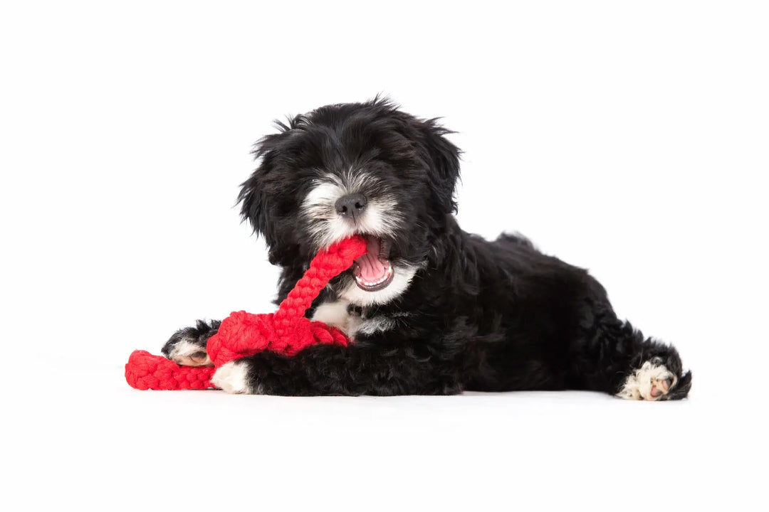 Hugo Hummer - Fang des Tages Jetzt erhältlich bei  Dogsmopolitan