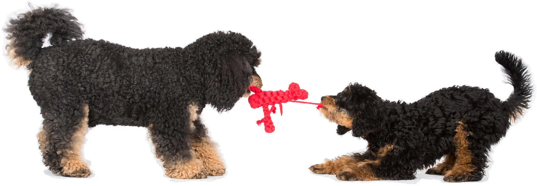 Hugo Hummer - Fang des Tages Jetzt erhältlich bei  Dogsmopolitan