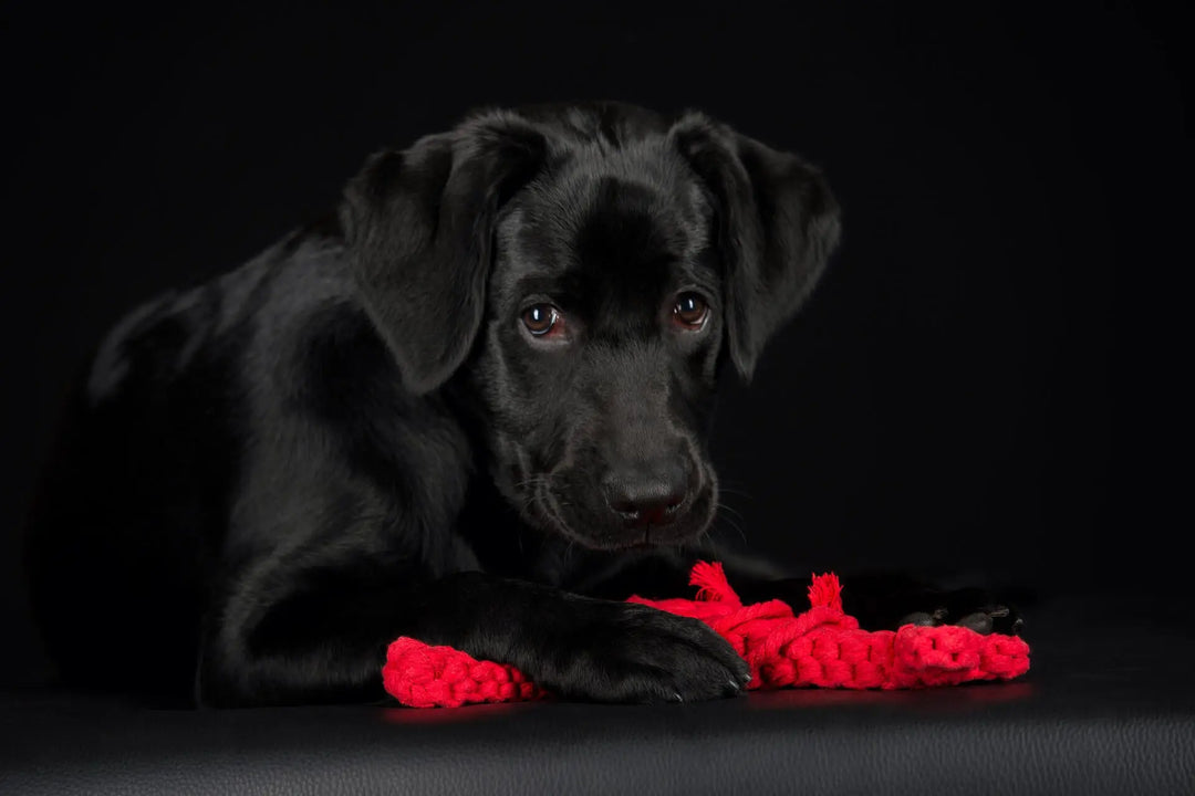 Hugo Hummer - Fang des Tages Jetzt erhältlich bei  Dogsmopolitan