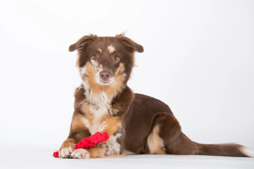 Hugo Hummer - Fang des Tages Jetzt erhältlich bei  Dogsmopolitan