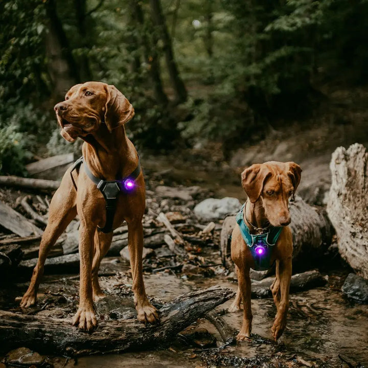 Orbiloc Safety Light - Das Sicherheitslicht für Hund und Halter Jetzt erhältlich bei  Dogsmopolitan