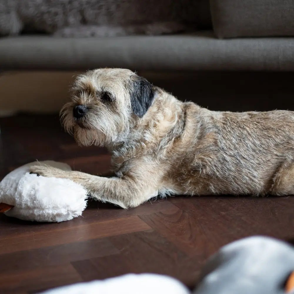 Hyggeheart Kopf- Und Kuschelkissen maroon Jetzt erhältlich bei  Dogsmopolitan